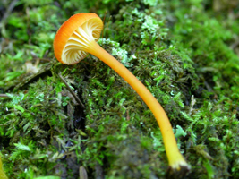 Hygrocybe cantharellus, a single half-grown mushroom with its powdered cap surface and widely-spaced gills.